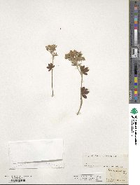 Potentilla alchemilloides image