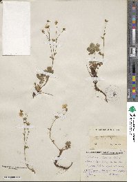 Potentilla alpestris image