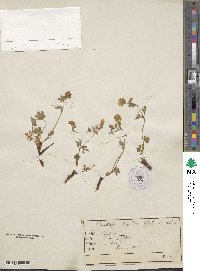 Potentilla alpestris image