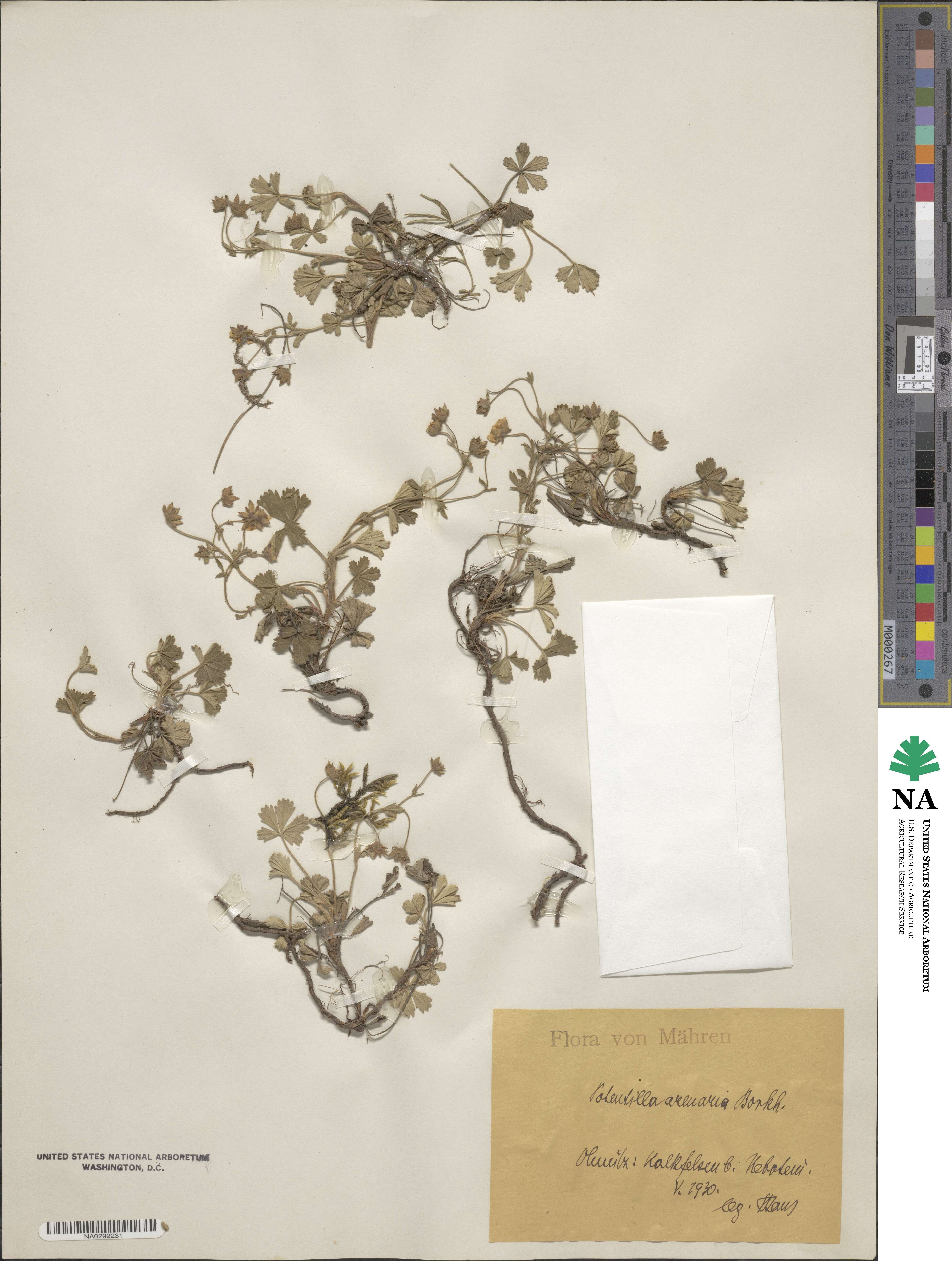 Potentilla cinerea subsp. incana image