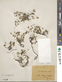 Potentilla cinerea subsp. incana image