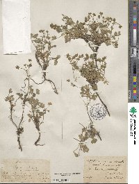 Potentilla cinerea subsp. incana image