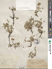 Potentilla cinerea subsp. incana image