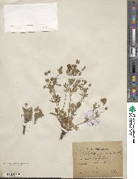 Potentilla cinerea subsp. incana image