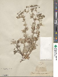 Potentilla argentea image