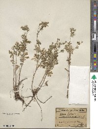 Potentilla argentea image