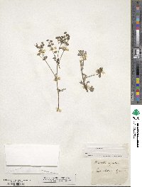 Potentilla argentea image