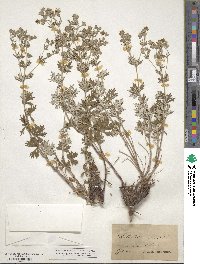 Potentilla argentea image