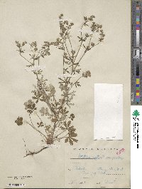 Potentilla argentea image