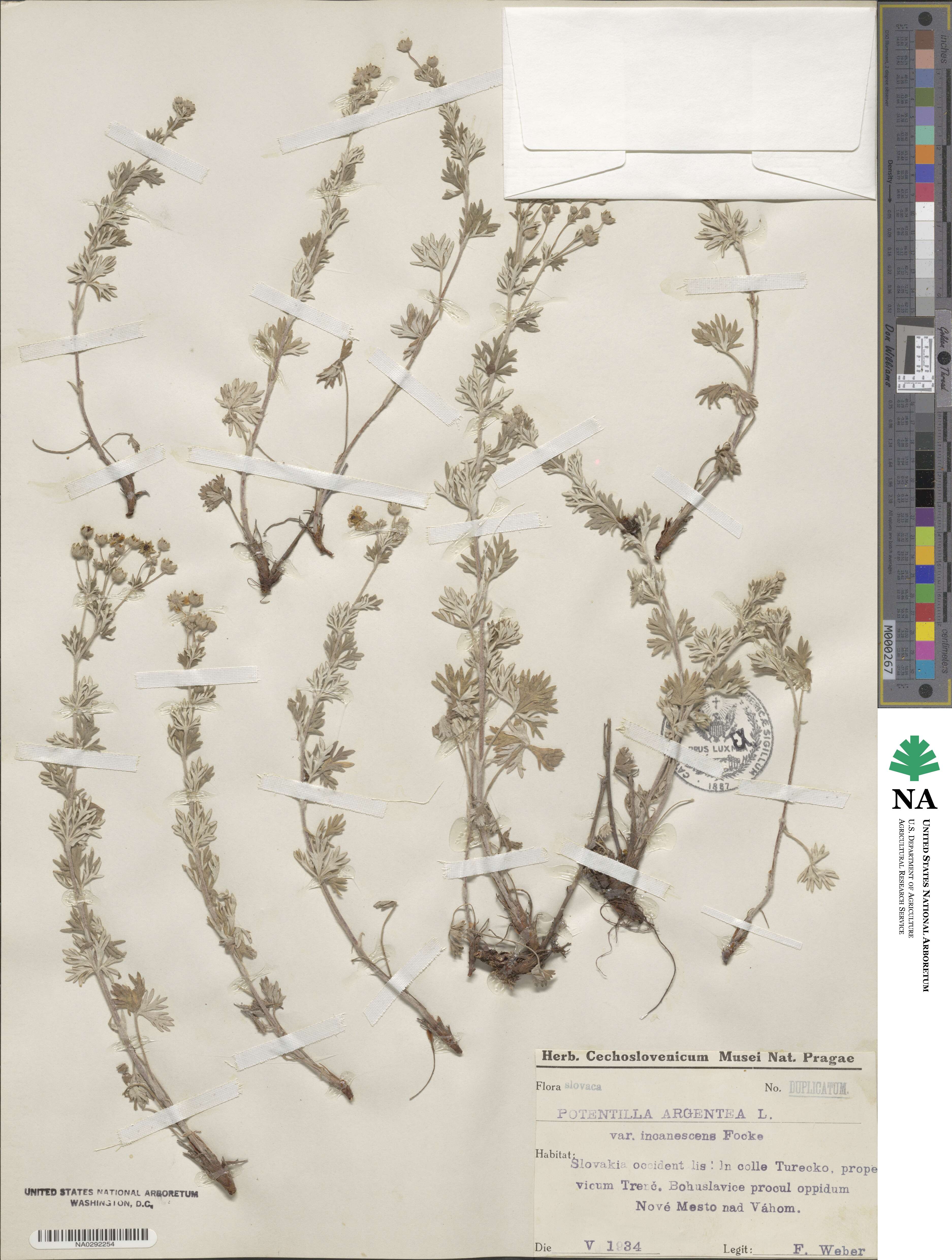 Potentilla neglecta image
