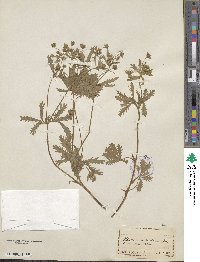 Image of Potentilla astracanica