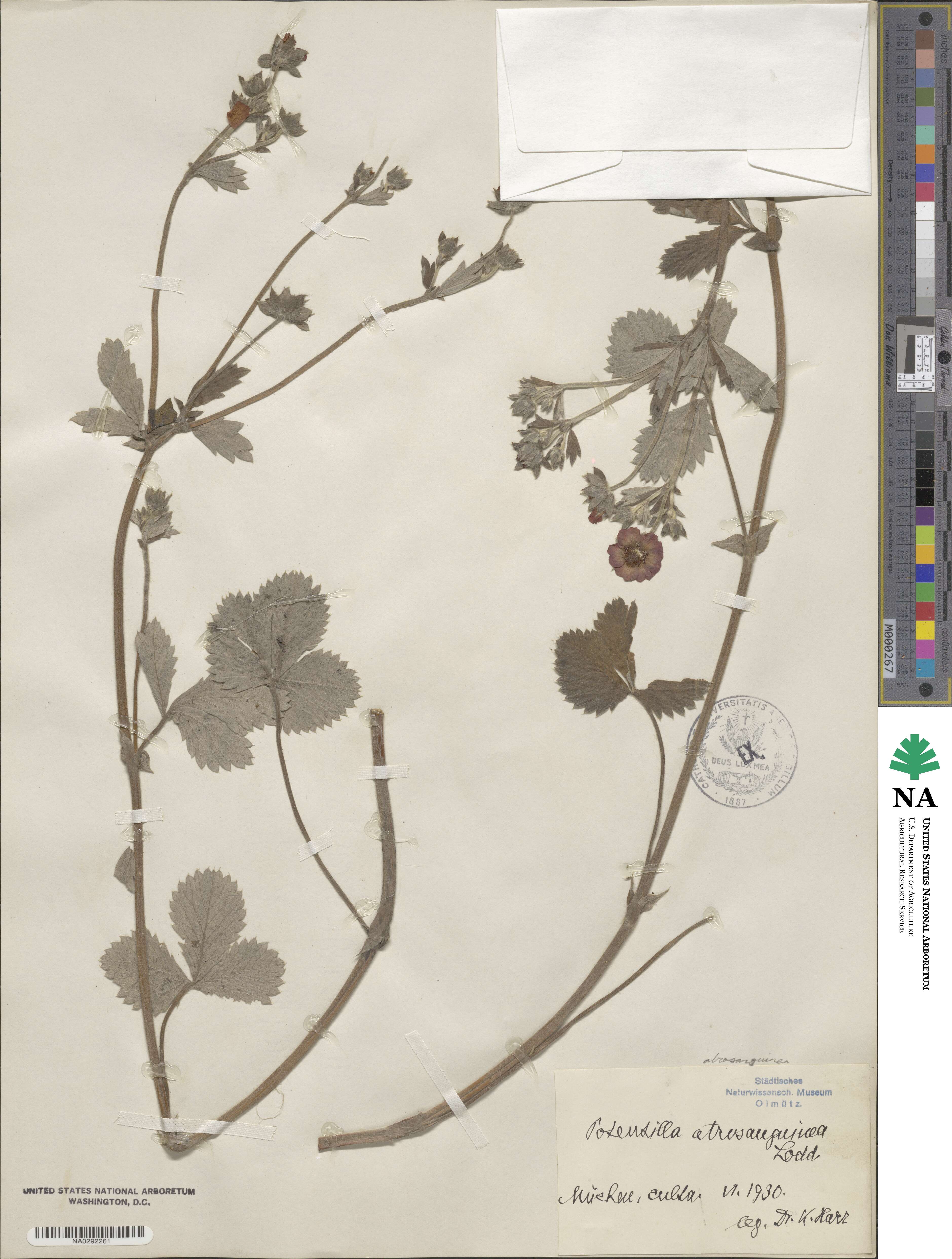 Potentilla argyrophylla var. atrosanguinea image