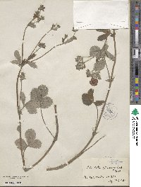 Potentilla argyrophylla var. atrosanguinea image