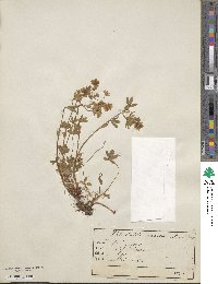 Potentilla aurea image