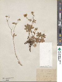 Potentilla aurea image