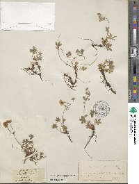 Potentilla aurea image