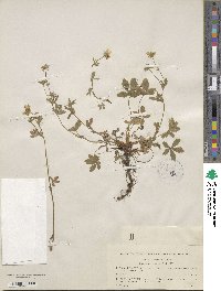 Potentilla aurea image