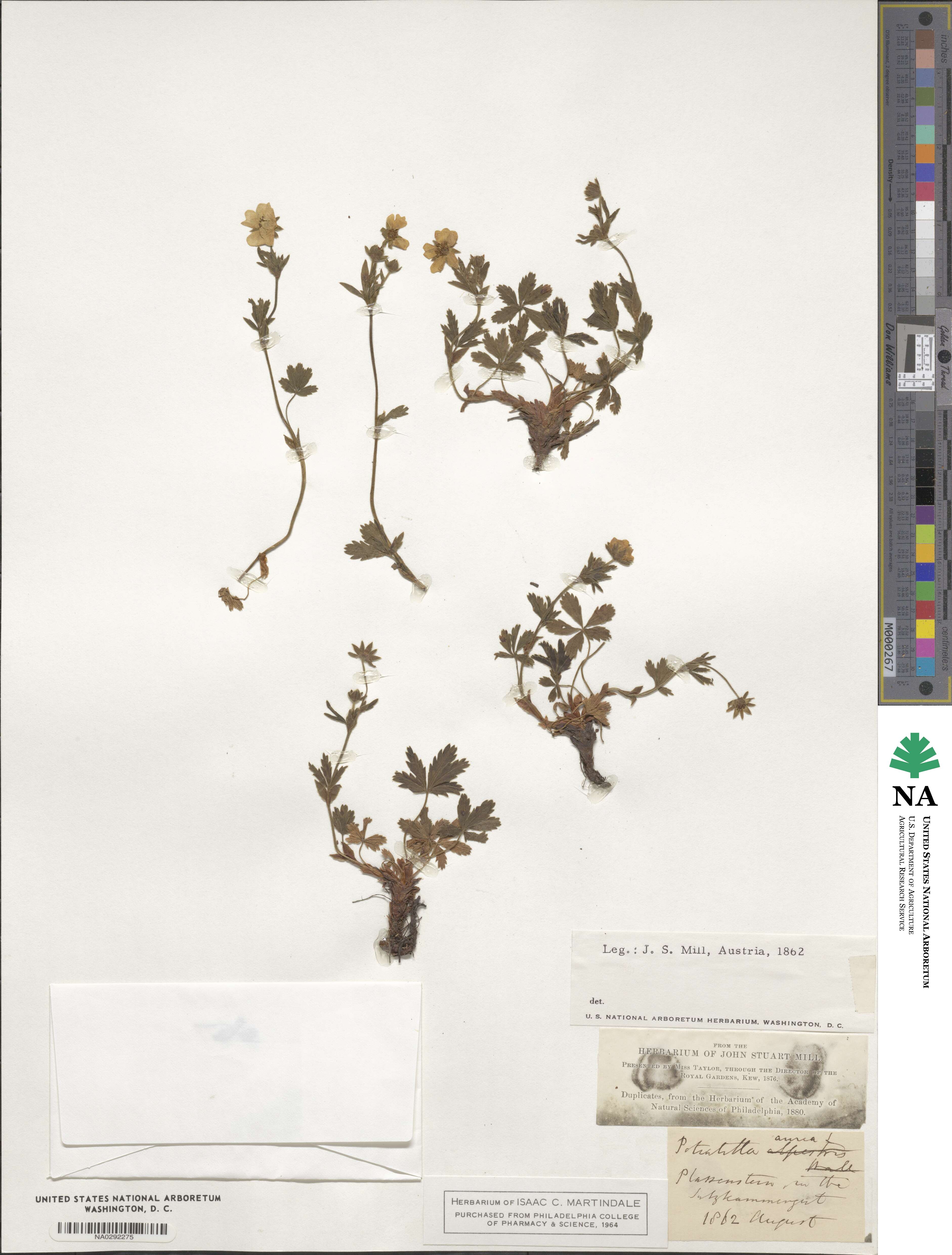 Potentilla aurea image