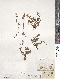 Potentilla aurea image