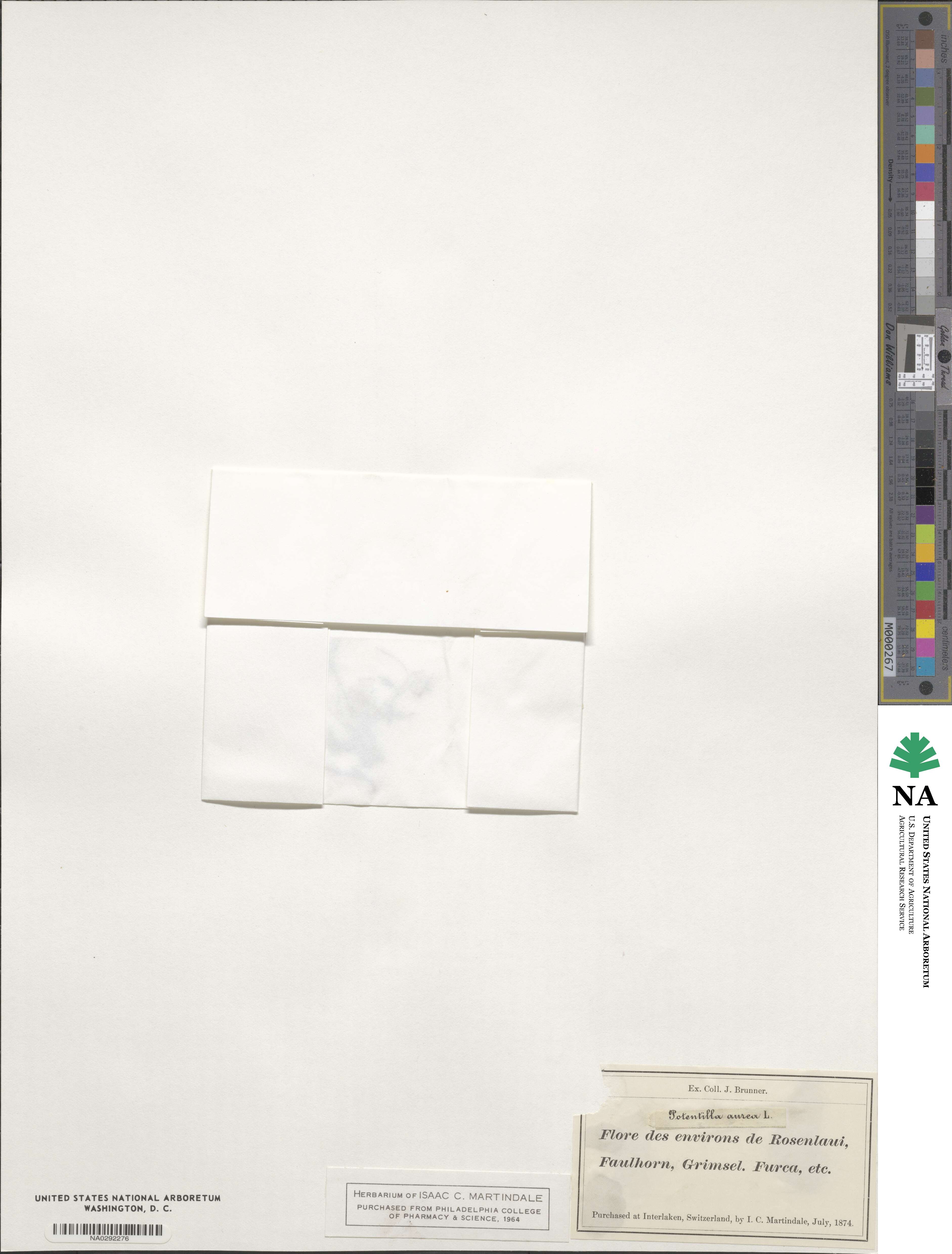 Potentilla aurea image