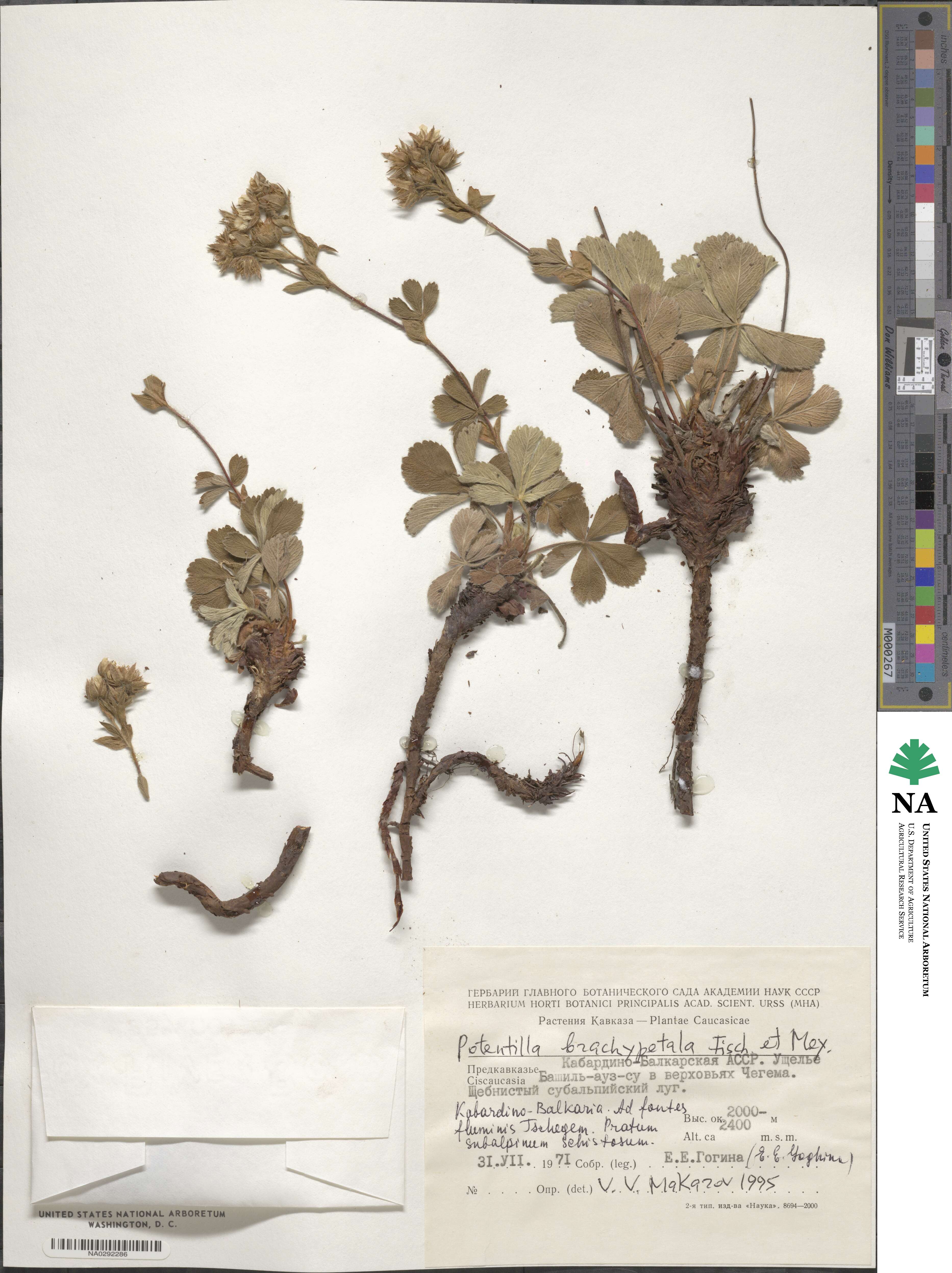 Potentilla brachypetala image