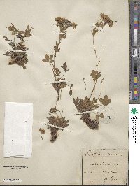 Image of Potentilla caulescens