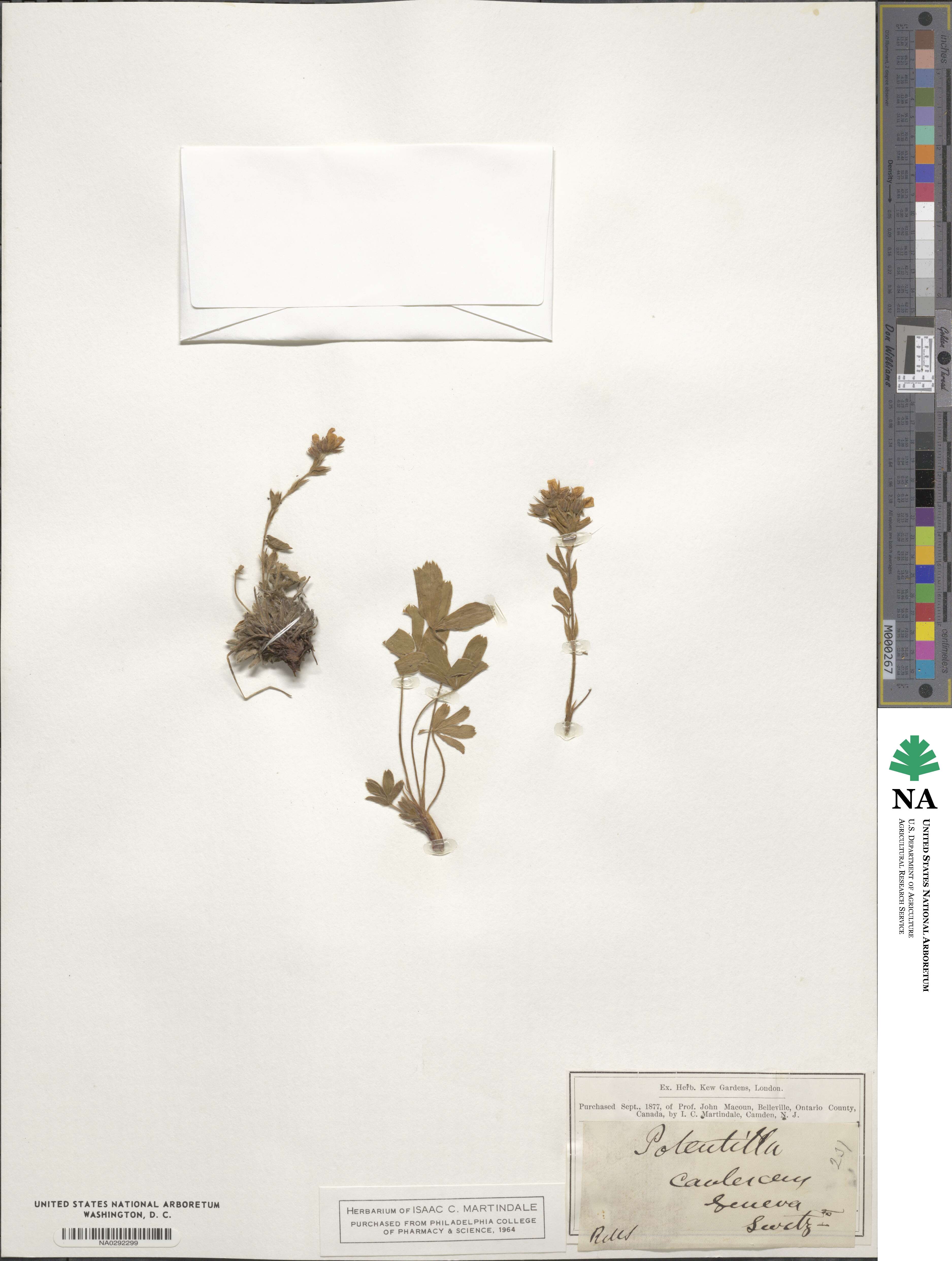 Potentilla caulescens image