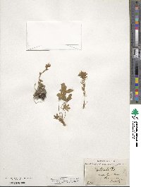 Potentilla caulescens image