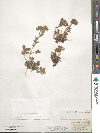 Potentilla caulescens image