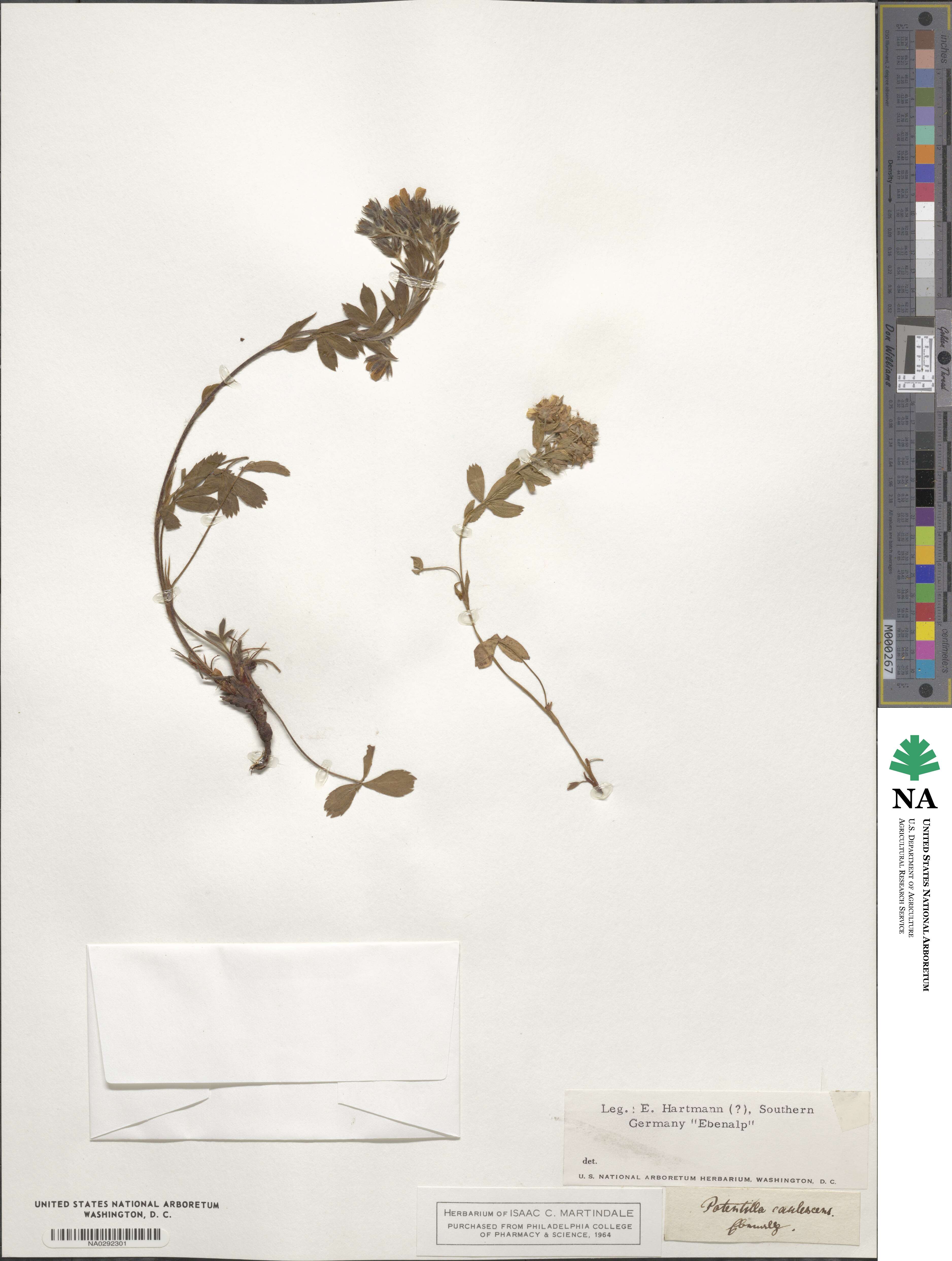 Potentilla caulescens image
