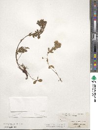 Potentilla caulescens image