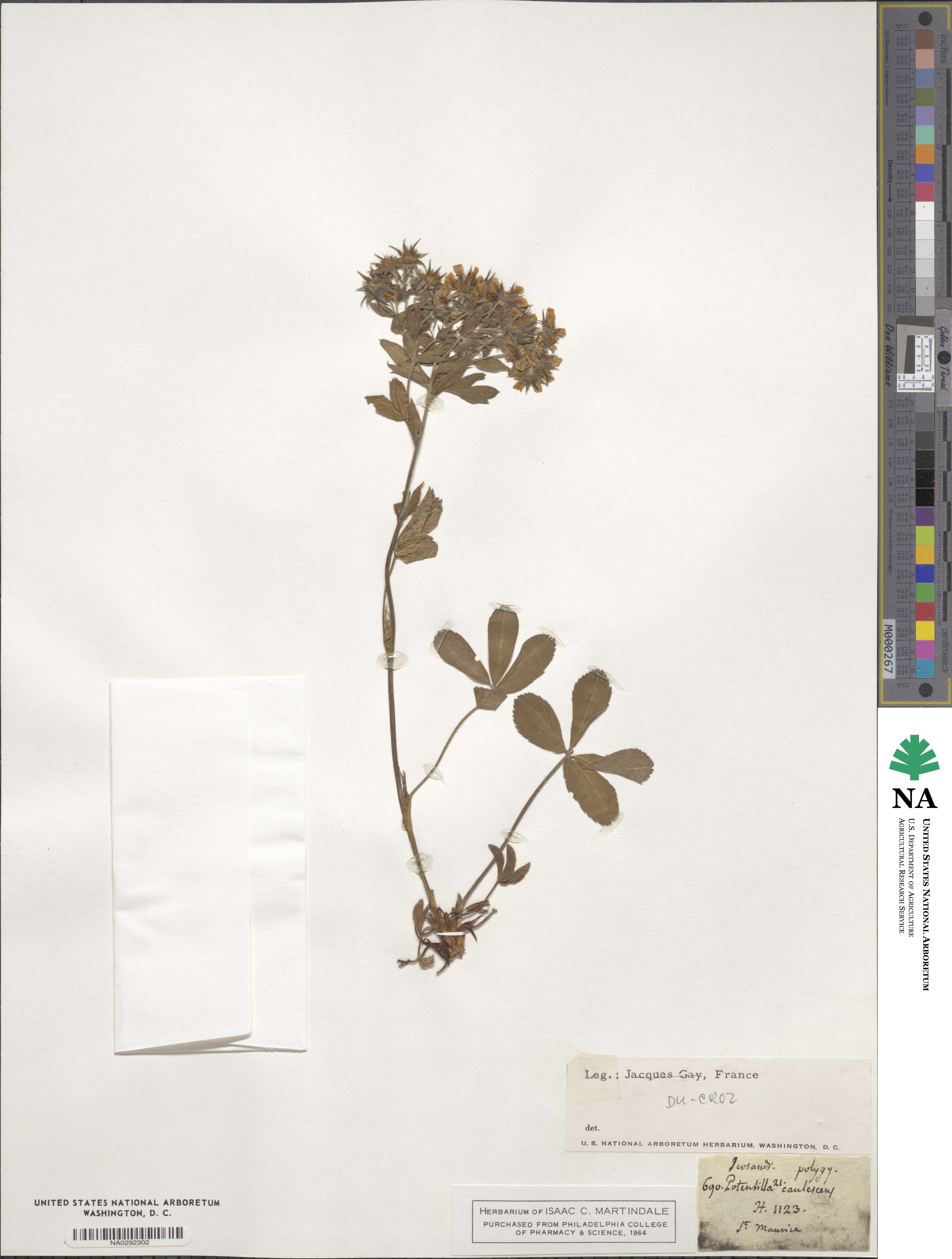 Potentilla caulescens image