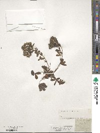 Potentilla caulescens image