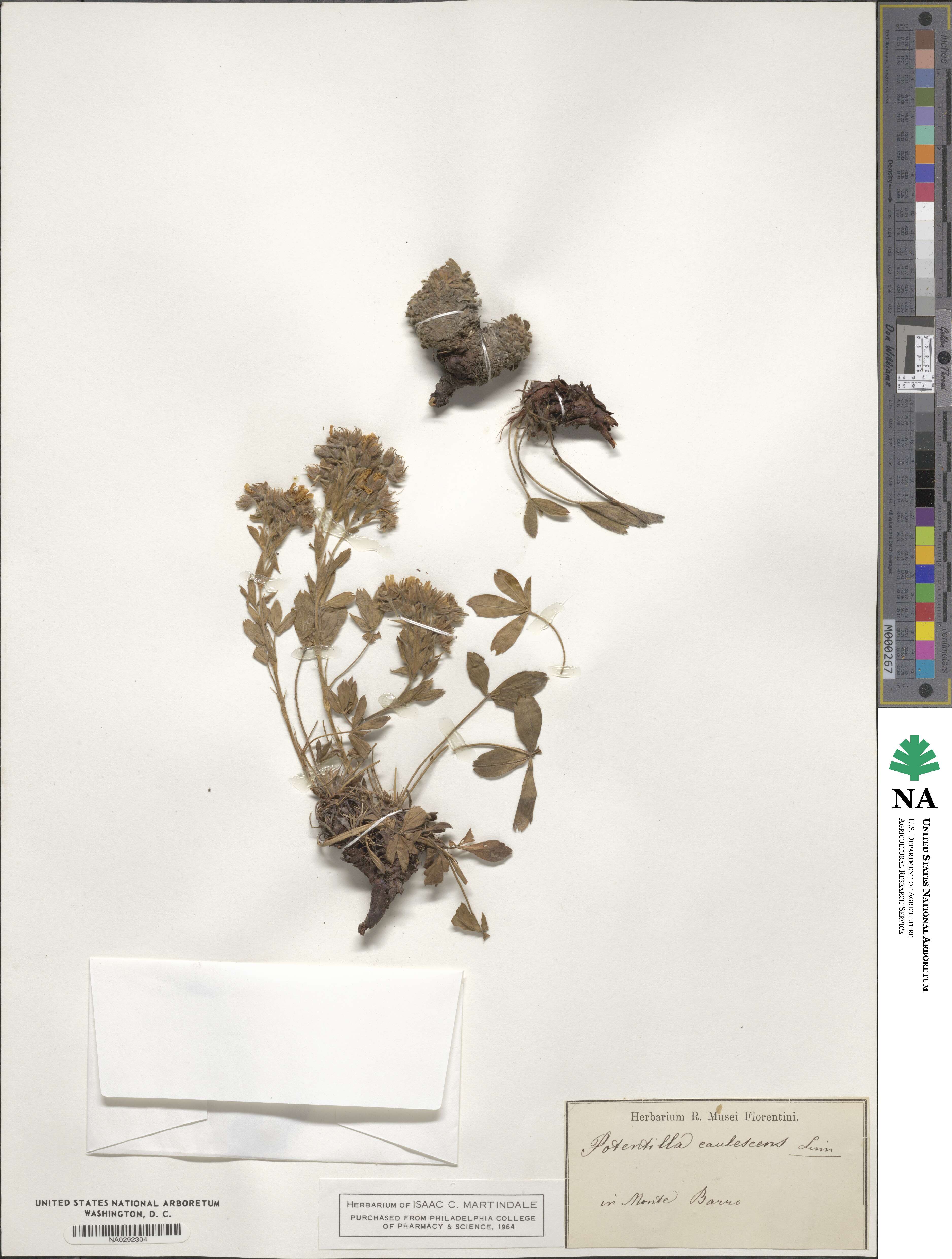 Potentilla caulescens image