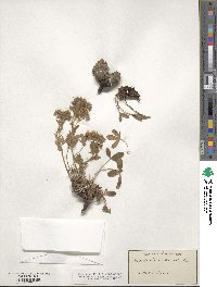 Potentilla caulescens image