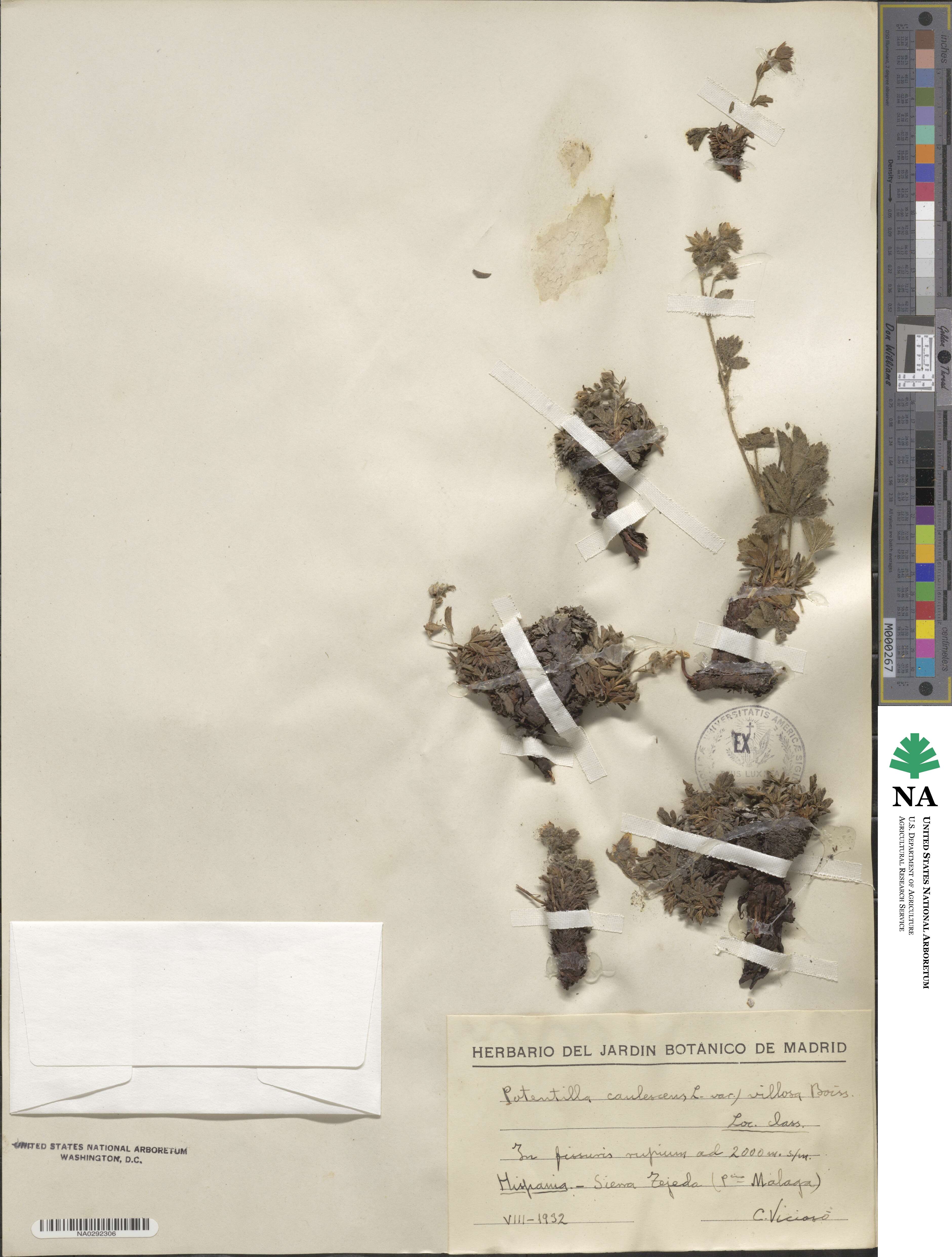 Potentilla caulescens subsp. caulescens image