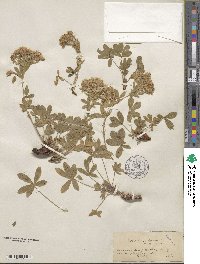 Potentilla caulescens image