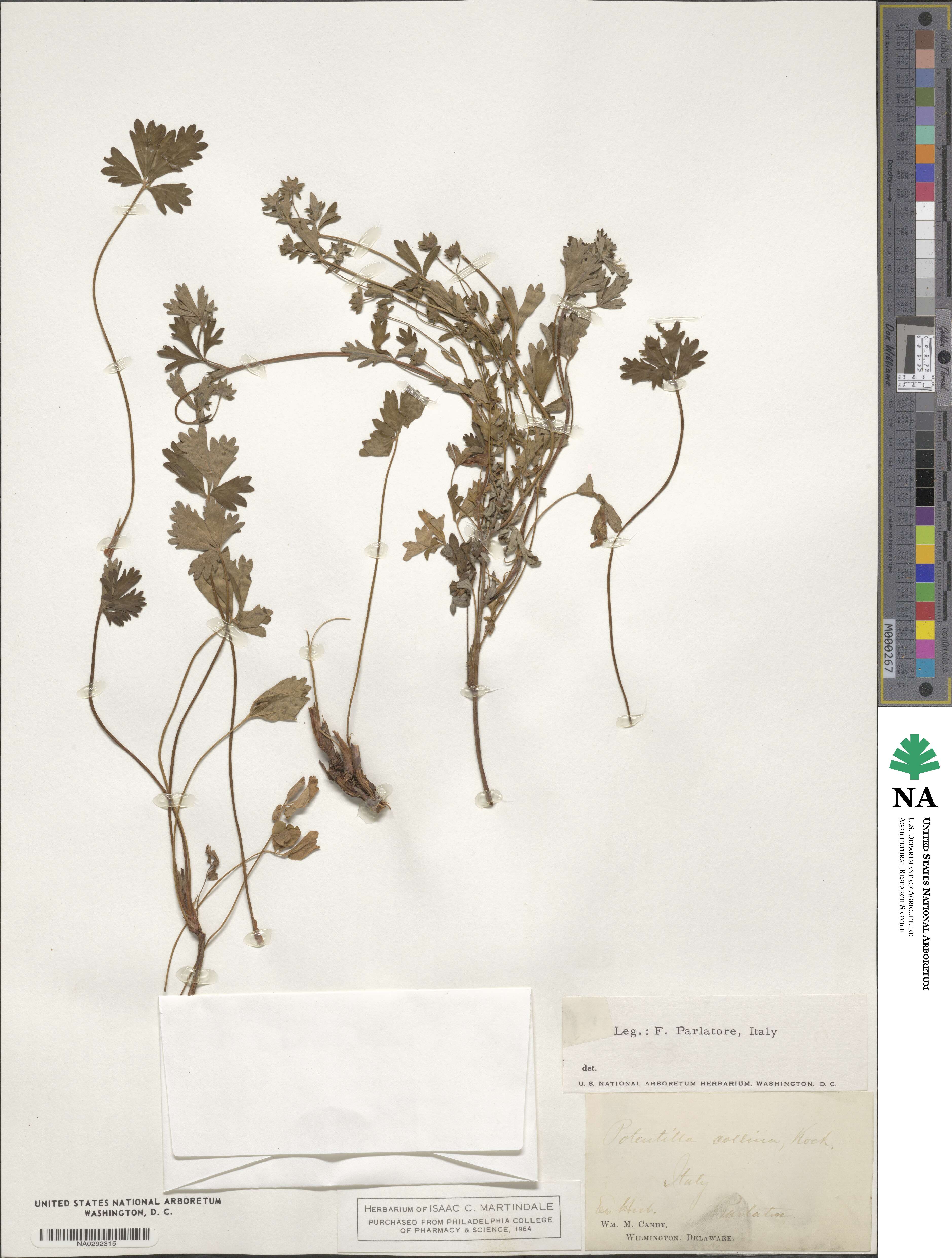 Potentilla collina image