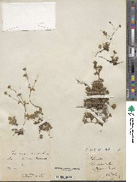 Potentilla crantzii image