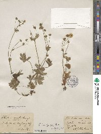 Potentilla crantzii image