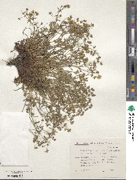 Potentilla crantzii image