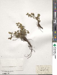 Potentilla humifusa image