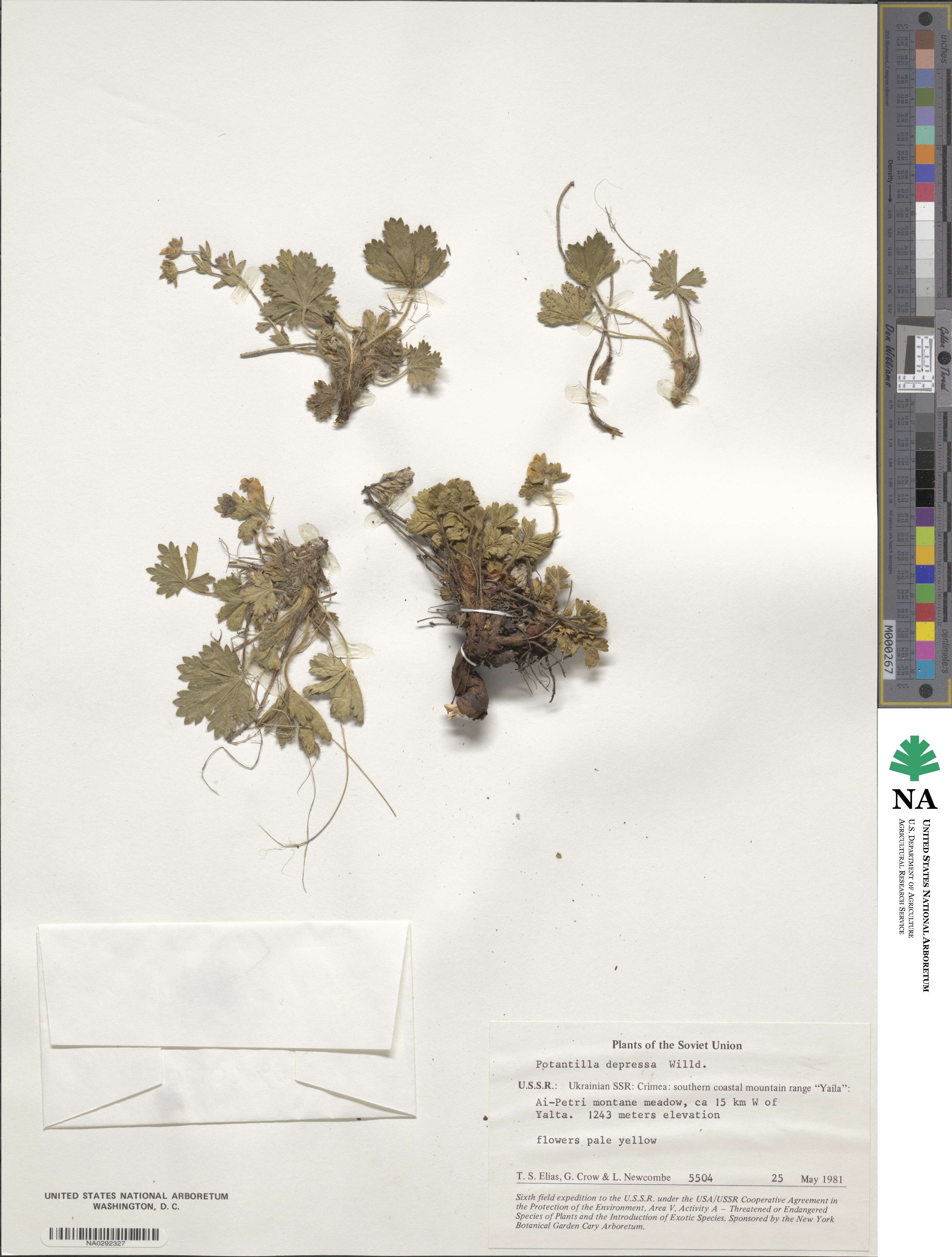 Potentilla humifusa image