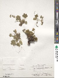 Potentilla humifusa image