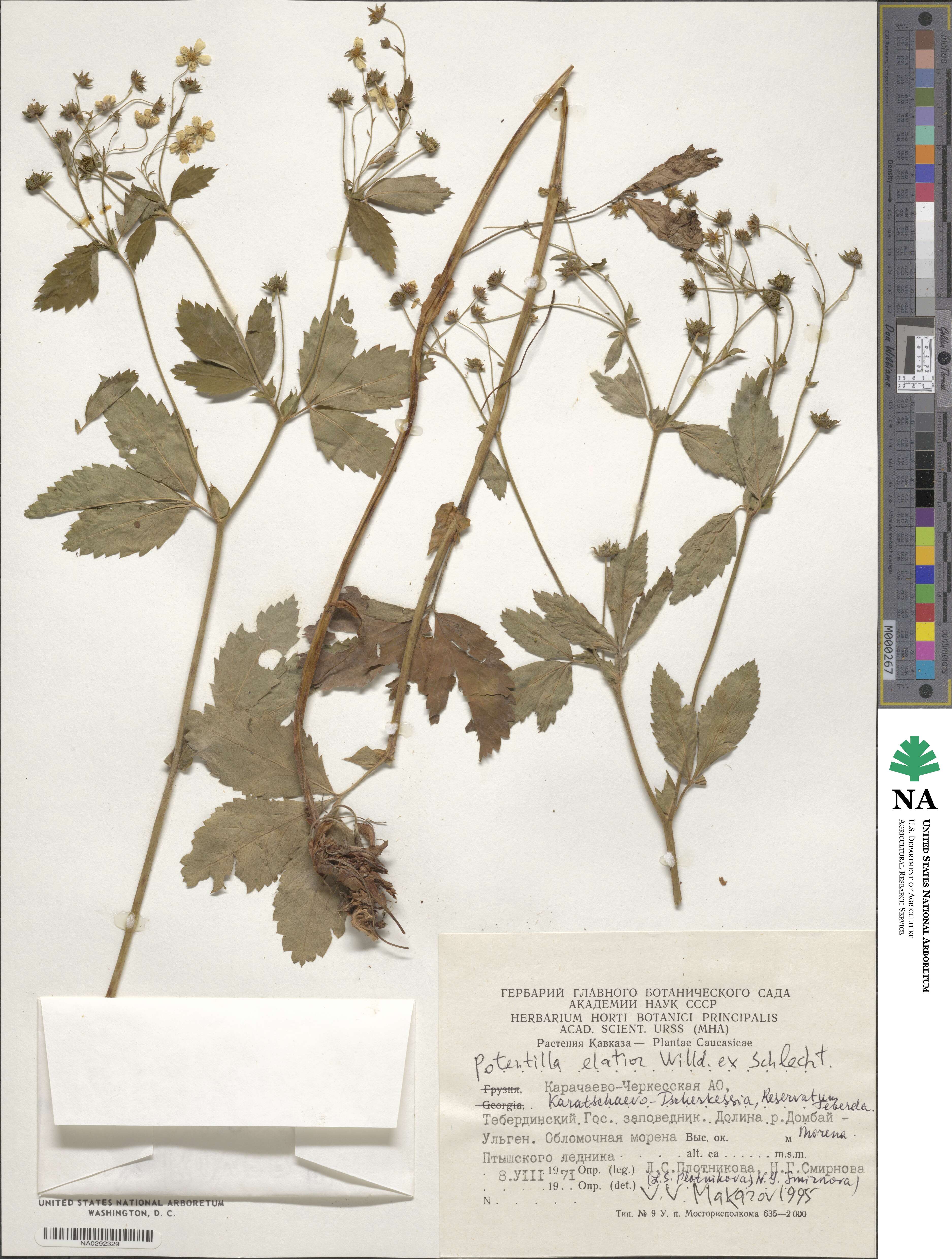 Potentilla elatior image