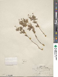 Potentilla erecta image