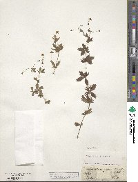 Potentilla erecta image