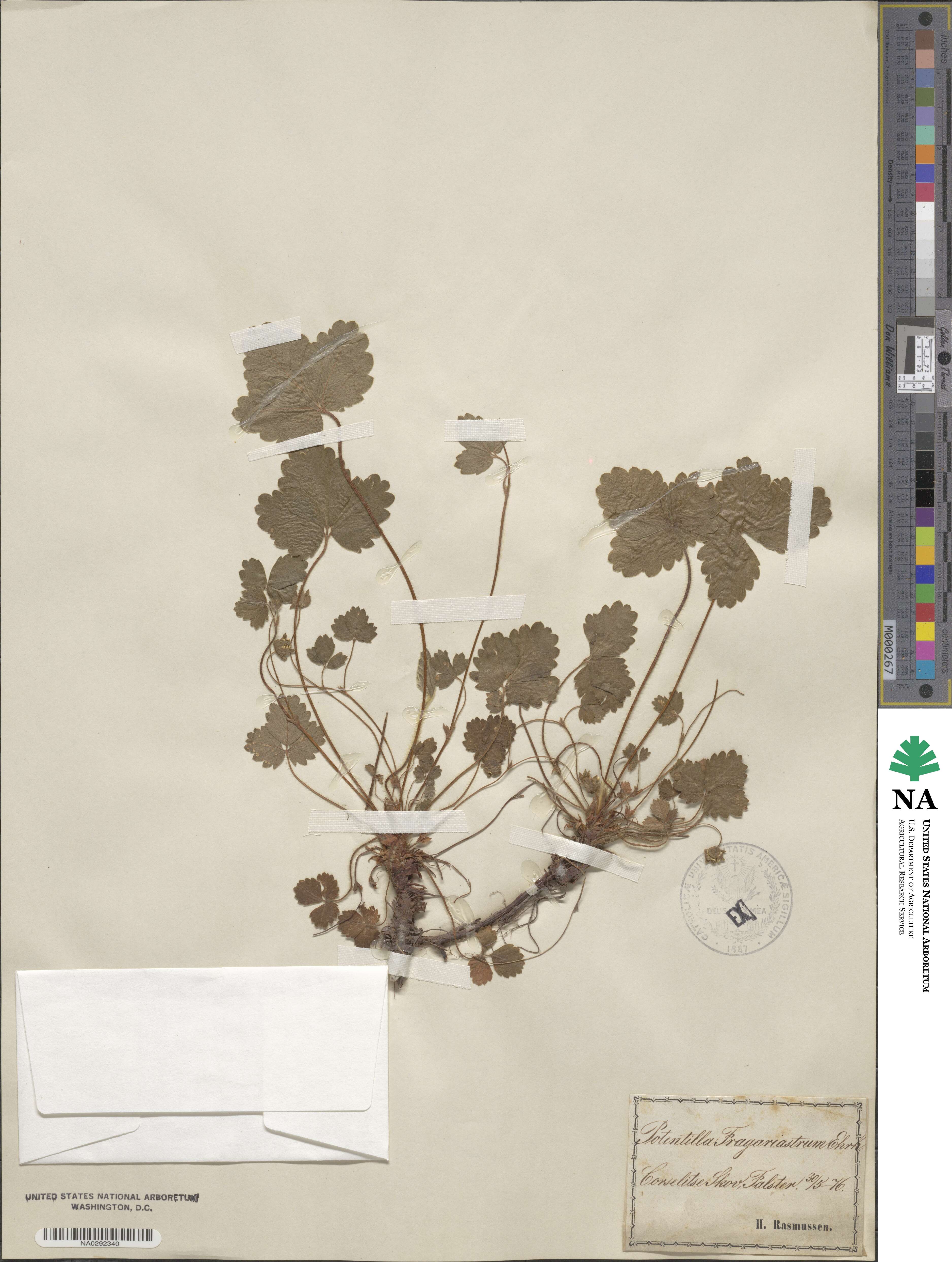 Potentilla sterilis image