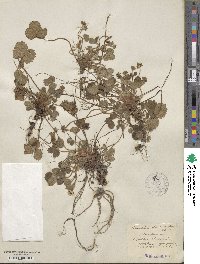 Potentilla sterilis image