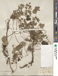 Potentilla sterilis image